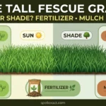 Ace Tall Fescue Grass Sun or Shade Fertilizer Mulch Seed
