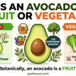 Is an Avocado a Fruit or Vegetable